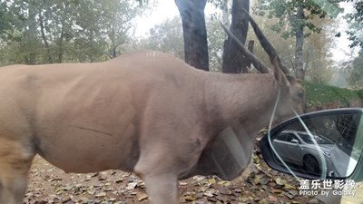 【你好2020】+回望2019野生動(dòng)物園