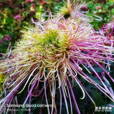 鮮花盛開的蘭州