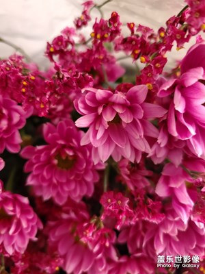 美麗鮮花????????????