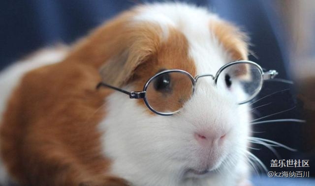 已開獎【寵物活動第十期】鼠年說鼠