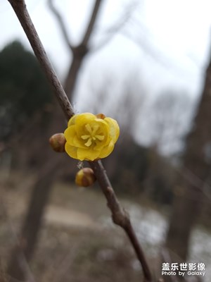 臘梅開了