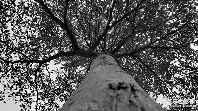 歲月，年輪。