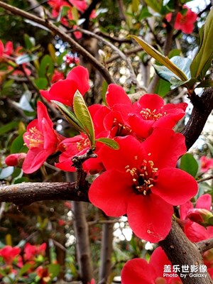 【鼠年吉祥】裝扮