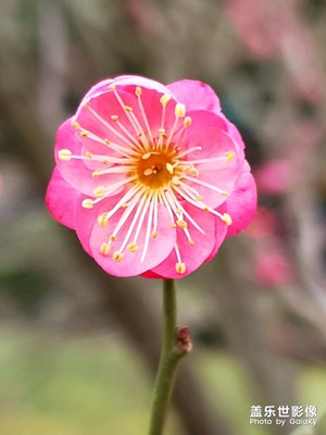 三星S10+－冬日彩色