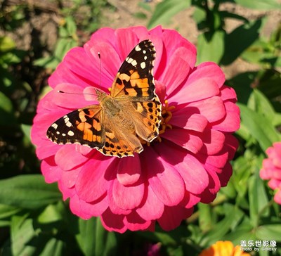 【繽紛世界】+美麗花蝴蝶