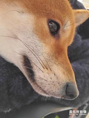 有只柴犬叫荔枝