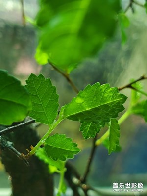 【新春】春意盎然