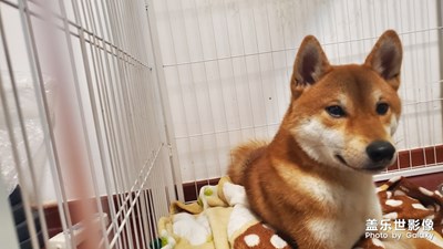 此刻，終于能體會狗子的心情