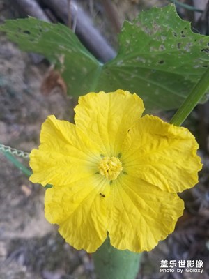 【我的生活】+農(nóng)村花果