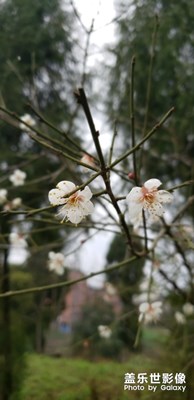 s9和s7edge拍照效果沒有多大的提升啊，后續(xù)希望更加