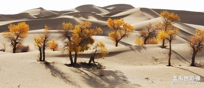 這是去年秋天在新疆巴音郭楞蒙古自治州拍攝的照片