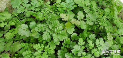 【我的生活】+肺炎蔓延的日子