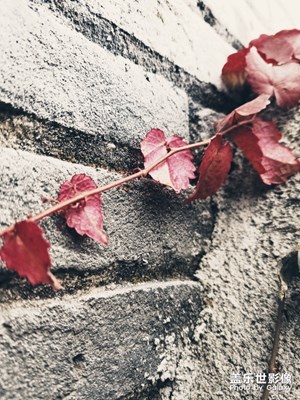 【我的生活】+冬天的爬山虎