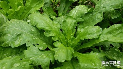 家里的果樹菜園