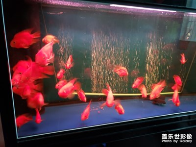 【我的生活】+我養(yǎng)的魚