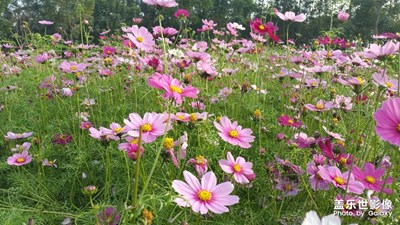 華陽湖的花