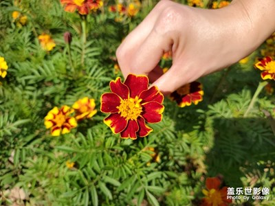 路邊的野花不要采