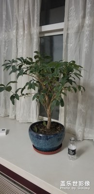 【我的生活】+我養(yǎng)的花？