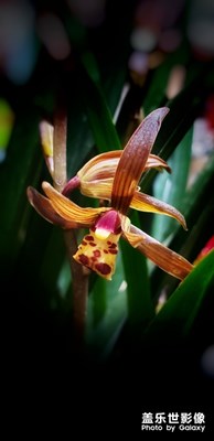 【我的生活】+春已到，花已開(kāi)