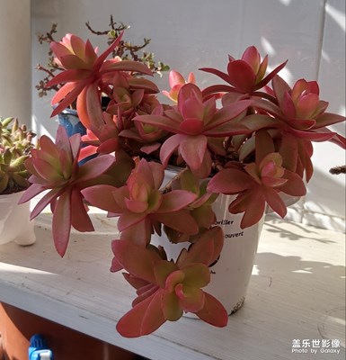 【我的生活】在家發(fā)呆看肉