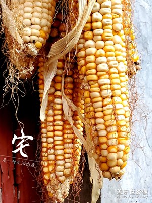 生活中有很多美景，記得去發(fā)現(xiàn)哦!（三星S10)