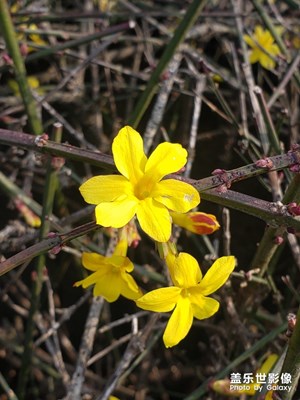 春天來了，隨手一拍