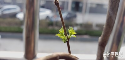 【身邊的景色】+春芽