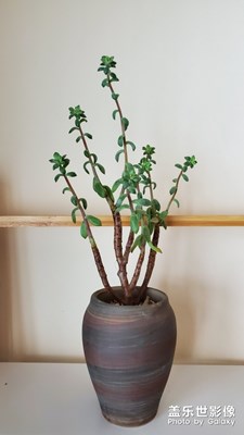 【身邊的景色】+屋內視角