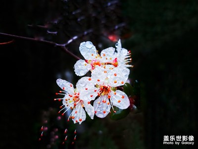 【身邊的景色】+春色