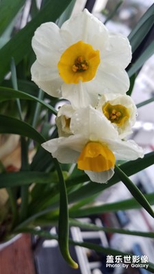 【身邊的景色】+花開的時候