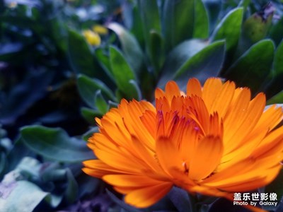嘉州足跡