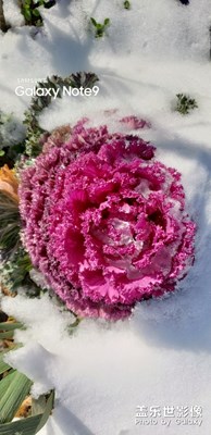 不畏寒冬 熱力盛開(kāi)