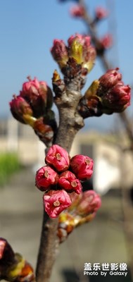 【給最想見的你】+春天要來了