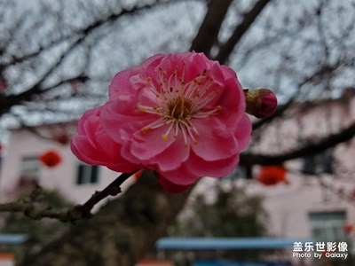 【給最想見的你】+冬去過后逢春招展