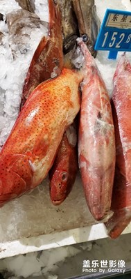 【給最想見的你】+帶你去看魚