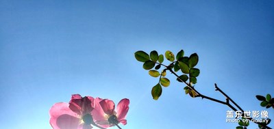 疫情后解封  出去感受春天的氣息