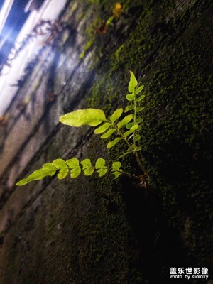 草