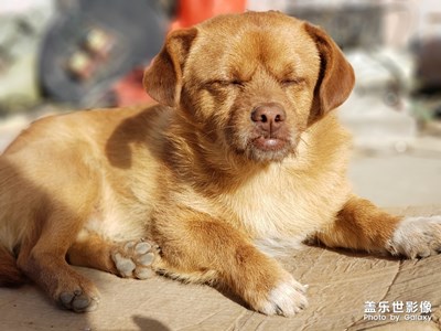 我驕傲的中國朋友們