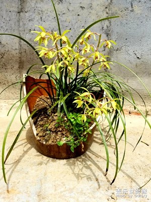 蘭草花