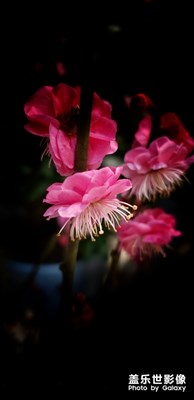 春暖花已開