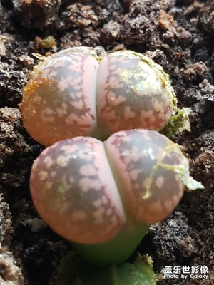 生石花的脫皮過程