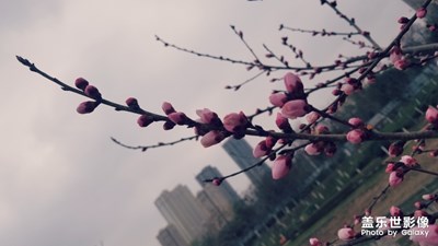春花爛漫2