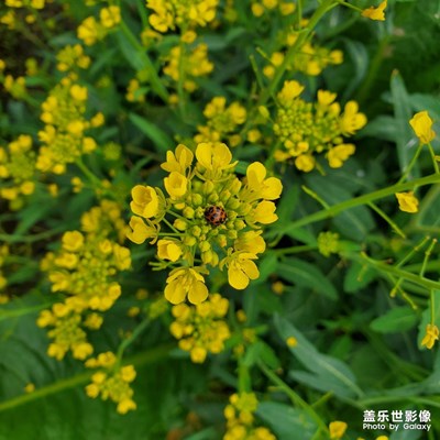 喜歡這盛開(kāi)