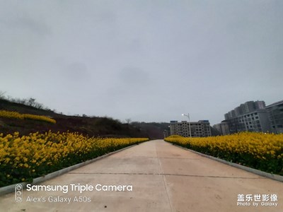 家鄉(xiāng)的油菜花