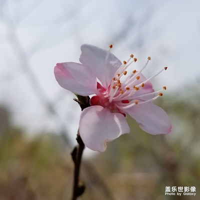 春花爛漫3