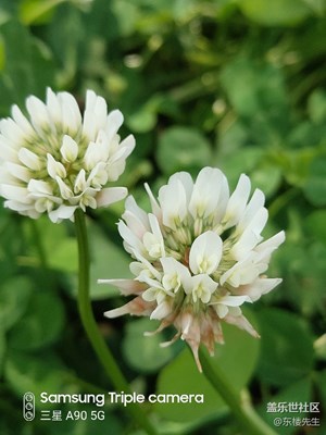 隨手拍。有圖片的帖子都不能發(fā)布，再試一回。