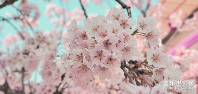 三月粉黛櫻桃花