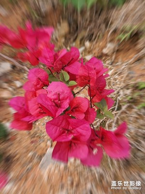 【居家生活】+附近的公園隨拍