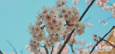 抖音流行的清澄色嗎