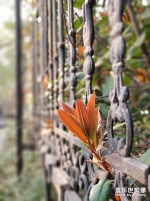 安安靜靜地看著